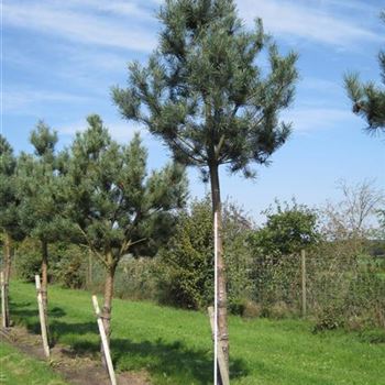 PSTNO_Sol_baum_4xv_100-150x25-30_G-151_05_09_14_a_wiechmann_40610.jpg