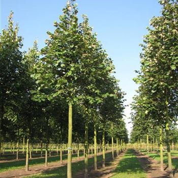 TTBR_Sol_baum_5xv_200-300x30-35x400-500_R-95_18_09_14_jh_40879.jpg