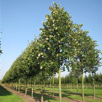 TTBR_Sol_Baum_5xv_200-300x30-35x400-500_R-95_18_09_14_kd_39732.jpg