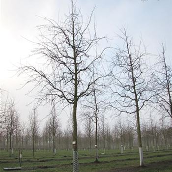 MRSP_Sol_baum_6xv_200-300x35-40c_R-142_15_01_14_jh_39341.jpg