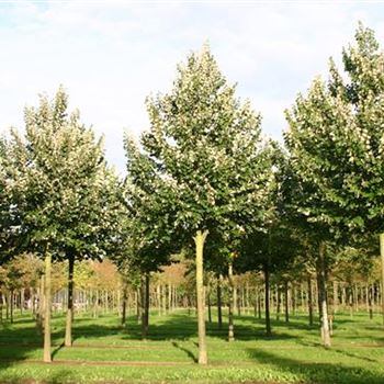 TTBR_Sol_baum_5xv_200-300x35-40x400-500_R_STEL49_2_30_09_05_4567.jpg