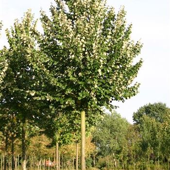 TTBR_Sol_baum_5xv_200-300x35-40x400-500_R_STEL49_30_09_05_4542.jpg