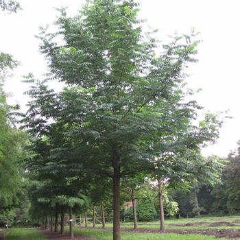PFRAX_Sol_baum_7xv_300-400x60-70x700-900a_R-311_14_08_14_jh_40473.jpg