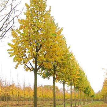 TTBR_Sol_baum_5xv_200+x40-45-50x500-700_R_HA23_31_10_08_26161.jpg