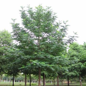 PFRAX_Sol_baum_7xv_300-400x60-70x700-900_R-311_14_08_14_jh_40472.jpg