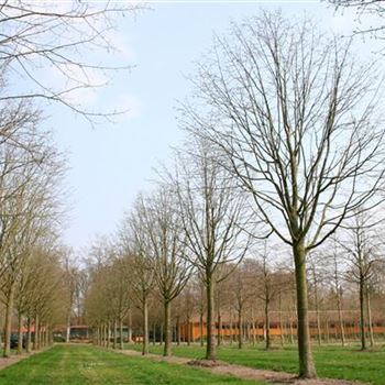 TTBR_Sol_baum_6xv_300-400x60-70x500-700_R_HE504_16_04_04_23060.jpg