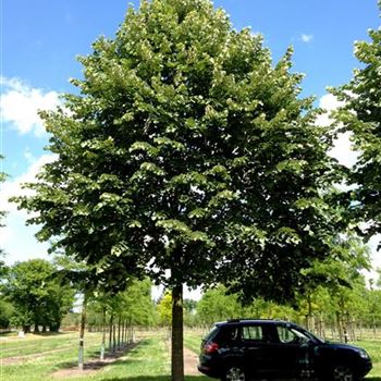 TTBR_Sol_baum_7xv_300-400x70-80x700-900_R-41_12_06_14_jh_40880.jpg
