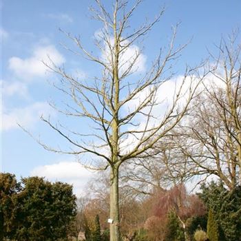 PFRAX_Sol_baum_7xv_300-400x60-70x800-900_R_BU1130_15_03_06_9422.jpg
