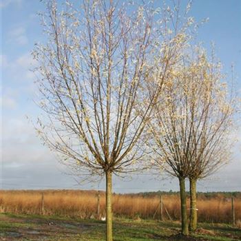 SAL_Kopfweide_4xv_STU30-35_STH150-200_G_ESCH844_24_11_06_06_15062.jpg
