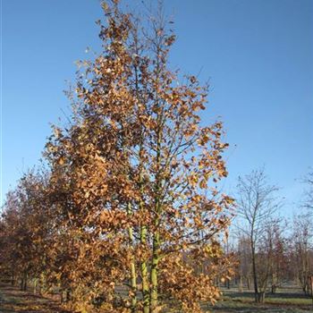 QRO_Sol_5xv_mst_200-300xGSTU60-70ax500-700_G-672_26_11_13_jh_39399.jpg