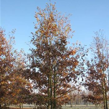 QRO_Sol_5xv_mst_200-300xGSTU70-80x500-700_G-672_26_11_13_jh_39401.jpg