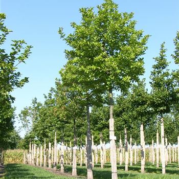 MLME_Sol_baum_5xv_STU20-25_R_GE-HM_11_09_06_13351.jpg