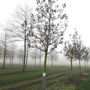 APFIMA_Sol_baum_5xv_150-200x30-35_O-557_13_11_14_kd_39898.jpg