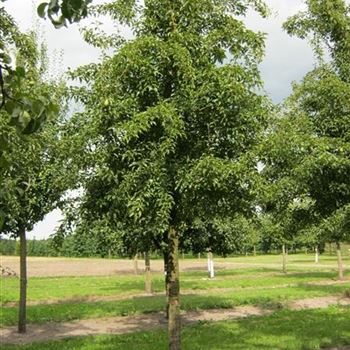 BIRKVCH_Sol_baum_6xv_200-300x40-45_O-187_12_06_15_kd_41229.jpg