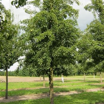 BIRKVCH_Sol_baum_6xv_200-300x40-45_O-187_15_10_15_jh_41230.jpg