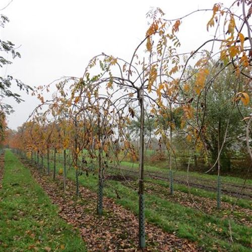 Sorbus aucuparia 'Pendula'