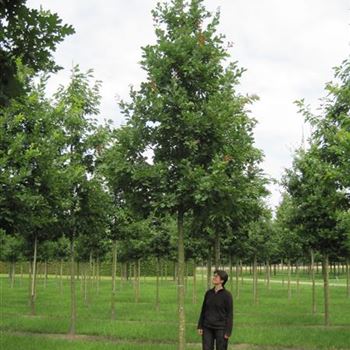 QRO_Sol_baum_4xv_150-200x25-30x400-500_G-822_20_07_15_kd_41781.jpg