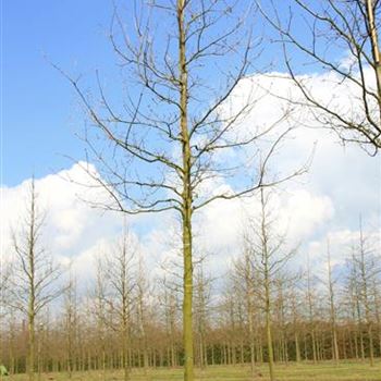 QRO_Sol_baum_4xv_150-200x25-30x400-500_G_ESCH821-22_4_25_04_08_23333.jpg
