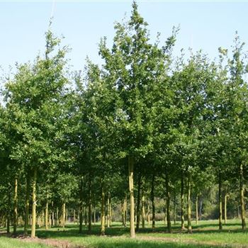 QRO_Sol_baum_4xv_150-200x30-35x400-500_G_TI657_08_09_05_3843.jpg