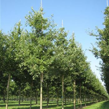QRO_Sol_baum_4xv_200-300x25-30x400-500_R-825_18_09_14_jh_40677.jpg