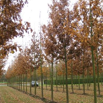 QRO_Sol_baum_5xv_200-300x30-35x500-700_G_OVIE901_17_11_09_32377.jpg