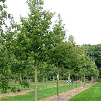 QRO_Sol_baum_5xv_200-300x35-40x500-700_G_WI551_3_19_09_06_13392.jpg