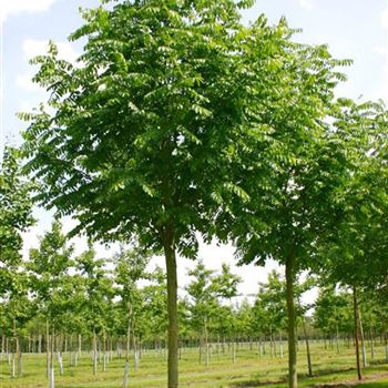 PFRAX_Sol_baum_5xv_200-300x30-35x400-500_R_OLT1053_22_06_04_15325.jpg