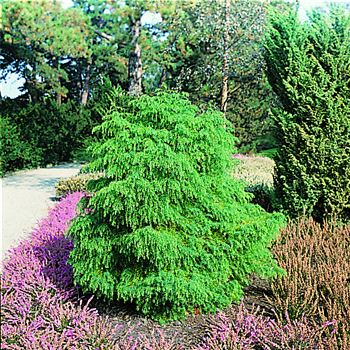 Cryptomeria_japonica_Elegans_Viridis_514-2.tif