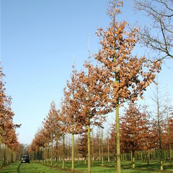 QRO_Sol_baum_5xv_200-300x35-40x500-700_G_ESCH821_2_12_12_06_15221.jpg