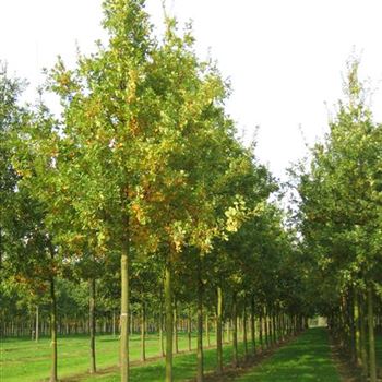 QRO_Sol_baum_5xv_200-300x35-40x500-700_G_ESCH822_2_10_10_08_25791.jpg