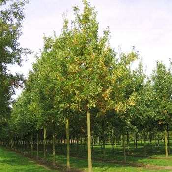 QRO_Sol_baum_5xv_200-300x35-40x500-700_G_ESCH822_10_10_08_25792.jpg