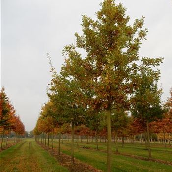 QRO_Sol_Baum_5xv_200-300x40-45x500-600_G-362_05_11_15_kd_41051.JPG