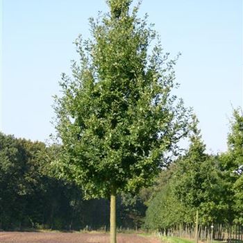 QRO_Sol_baum_5xv_200-300x40-45x500-700_G_TI652_21_09_05_4257.jpg