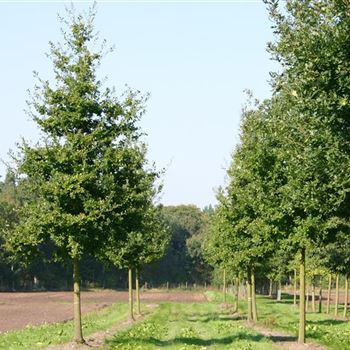 QRO_Sol_baum_5xv_200-300x40-45x500-700_G_TI652_3_21_09_05_4256.jpg