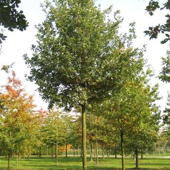 QRO_Sol_baum_5xv_200-300x40-45x500-700_G_ESCH822_10_10_08_25793.jpg