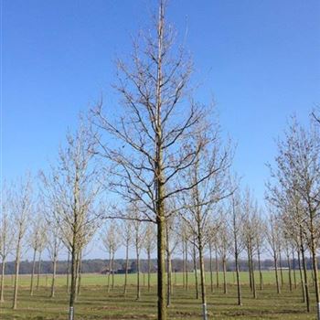 QRO_Sol_baum_6xv_300-400x45-50x700-900_G-841_20_02_15_kd_39767.jpg