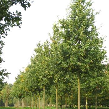 QRO_Sol_baum_6xv_300-400x45-50x700-900_G_ESCH821_2_10_10_08_25794.jpg