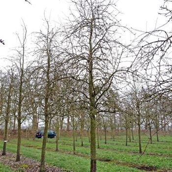 BIRALU_Sol_baum_5xv_200-300x45-50_O-187_04_12_14_kd_39960.jpg