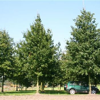 QRO_Sol_baum_7xv_400-600x50-60x700-900_G_WI368-369_2_21_09_05_4260.jpg