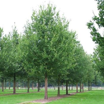 QRO_Sol_baum_7xv_400-600x60-70x700-900_G_ESCH810_2_09_09_09_30844.jpg
