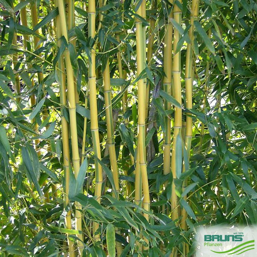 Phyllostachys aureos. 'Spectabilis' von Bruns Pflanzen