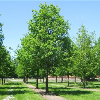 QRO_Sol_baum_7xv_400-600x70-80x900-1200_G_ESCH809_03_06_10_34579.jpg