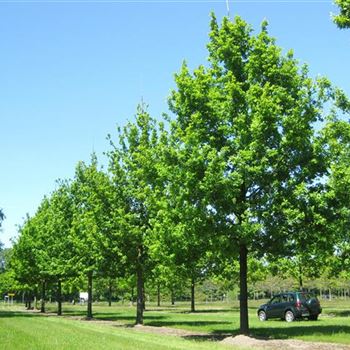 QRO_Sol_baum_7xv_400-600x70-80x900-1200_G_ESCH800_03_06_10_34578.jpg