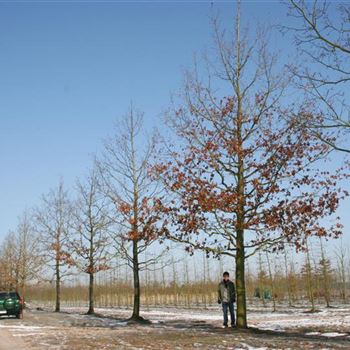 QRO_Sol_baum_8xv_400-600x80-90x900-1000_STH205_G_ESCH845_13_03_06_9329.jpg