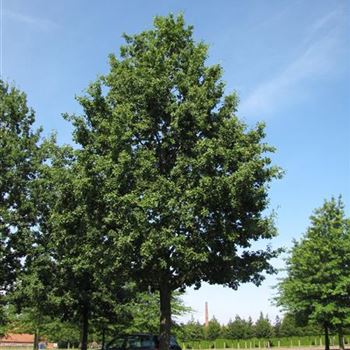 QRO_Sol_baum_8xv_400-600x90-100x900-1200_VB300_G-807_31_08_15_jh_41783.jpg