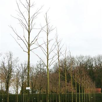 ACRU_Sol_baum_4xv_150-200x20-25x400-500_R_OLT1052_20_03_08_22742.jpg