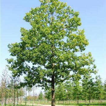 QRO_Sol_baum_8xv_400-600x90-100x900-1200_G_ESCH841_21_09_06_13428.jpg