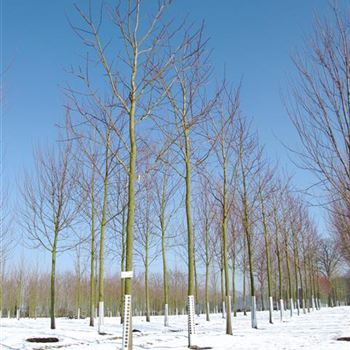 ACRU_Sol_baum_4xv_150-200x25-30x400-500_R-188_09_03_10_jh_33609.jpg