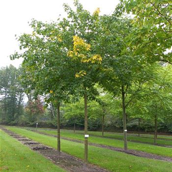 ACRU_Sol_baum_5xv_200-300x30-35x500-700_R_SCHR1043_12_10_06_13859.jpg
