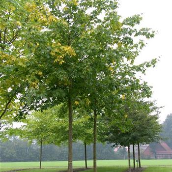 ACRU_Sol_baum_5xv_200-300x30-35x500-700_R_SCHR1043_3_12_10_06_13858.jpg